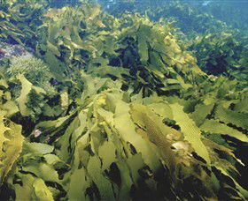 Barwon Bluff Marine Sanctuary - South Australia Travel 0