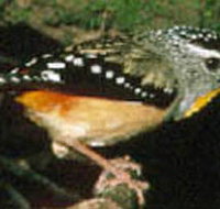 Reef Hills State Park - South Australia Travel