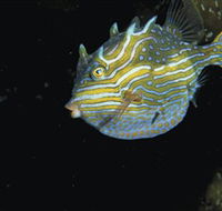 Mushroom Reef Marine Sanctuary - South Australia Travel