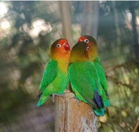 Ballarat Bird World - South Australia Travel
