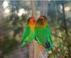 Ballarat Bird World - South Australia Travel 0