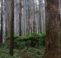 Kinglake National Park - South Australia Travel
