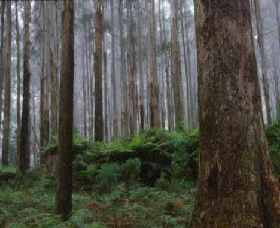 Kinglake National Park - South Australia Travel 0