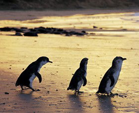 Ventnor VIC South Australia Travel
