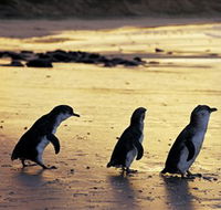 Phillip Island Nature Park - South Australia Travel