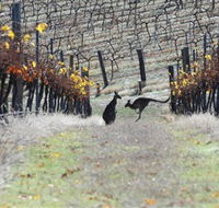 Blue Pyrenees Estate - South Australia Travel