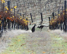 Blue Pyrenees Estate - South Australia Travel 0
