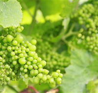 Waratah Hills Vineyard - South Australia Travel
