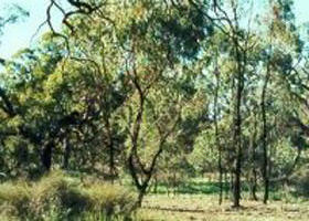 Myall VIC South Australia Travel