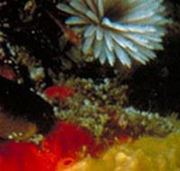 Point Cooke Marine Sanctuary - South Australia Travel