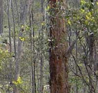 Heathcote-Graytown National Park - South Australia Travel