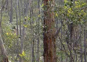 Heathcote-Graytown National Park - South Australia Travel 0