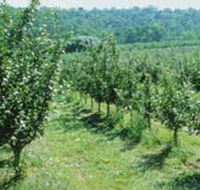 Pettys Orchard - South Australia Travel