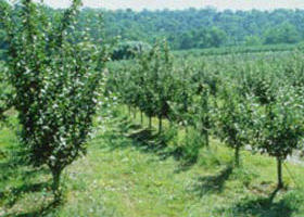 Pettys Orchard - South Australia Travel 0