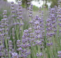 Warratina Lavender Farm - South Australia Travel