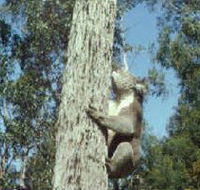 Creswick Regional Park - South Australia Travel
