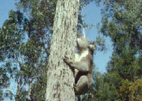 Creswick Regional Park - South Australia Travel 0