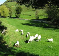 Goats of Gaia Soap - South Australia Travel