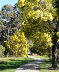 Surrey Hills VIC South Australia Travel