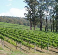 Piedmont Vineyard - South Australia Travel