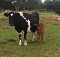 Animal Land Children's Farm - South Australia Travel