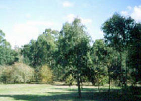Sweeneys Flat - South Australia Travel 0