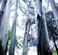 Dandenong Ranges National Park - South Australia Travel