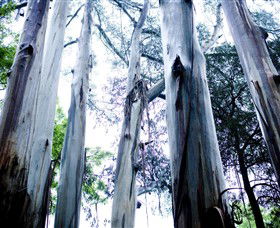 Dandenong Ranges National Park - South Australia Travel 0
