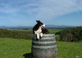 Windy Ridge Vineyard And Winery - South Australia Travel 0
