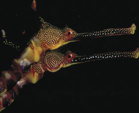 Eagle Rock Marine Sanctuary - South Australia Travel 0