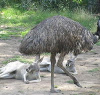 Bundoora Park - South Australia Travel