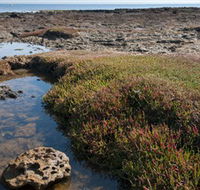 Ricketts Point Marine Sanctuary - South Australia Travel