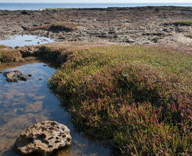 Ricketts Point Marine Sanctuary - South Australia Travel 0