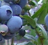 Tuckerberry Hill - South Australia Travel