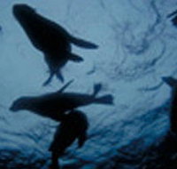 The Arches Marine Sanctuary - South Australia Travel