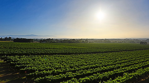 GREENSTONE VINEYARDS - South Australia Travel 0