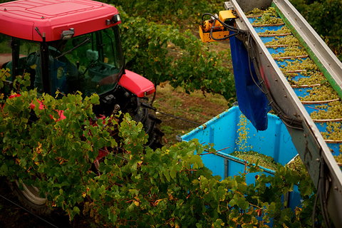 GREENSTONE VINEYARDS - South Australia Travel 3