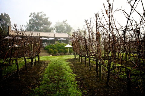 GREENSTONE VINEYARDS - South Australia Travel 4