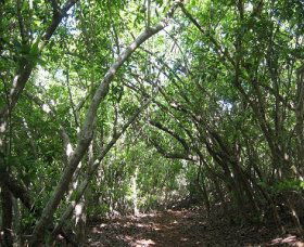 Eucalypt Trail - South Australia Travel 0