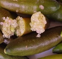 Sandy Creek Olives and Finger Limes - South Australia Travel