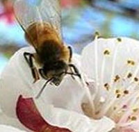 Clayridge Honey - South Australia Travel
