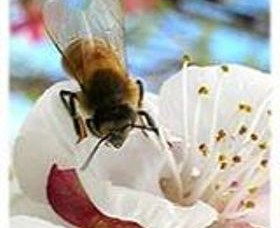Clayridge Honey - South Australia Travel 0