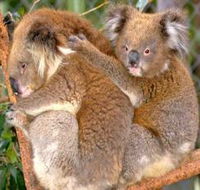Shoalhaven Zoo - South Australia Travel