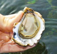 The Oyster Pot - South Australia Travel