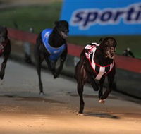 Dapto Dogs - South Australia Travel