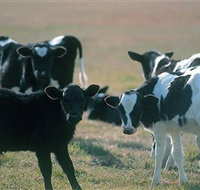 Bodalla Dairy Cheese Factory - South Australia Travel