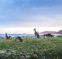 Pebbly Beach - South Australia Travel