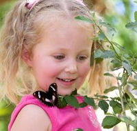 Coffs Harbour Butterfly House - South Australia Travel
