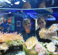Solitary Islands Aquarium - South Australia Travel