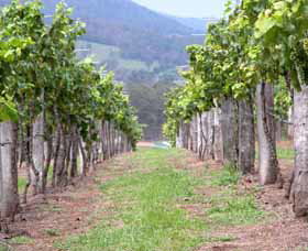 Villa D Esta Vineyard - South Australia Travel 1